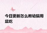 今日更新怎么教幼貓用盆吃