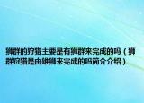 獅群的狩獵主要是有獅群來完成的嗎（獅群狩獵是由雄獅來完成的嗎簡介介紹）