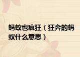 螞蟻也瘋狂（狂奔的螞蟻什么意思）