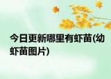 今日更新哪里有蝦苗(幼蝦苗圖片)