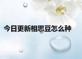 今日更新相思豆怎么種