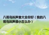 八哥鳥叫聲音大全你好（我的八哥鳥叫聲很小怎么辦）