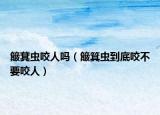 簸萁蟲咬人嗎（簸箕蟲到底咬不要咬人）