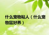 什么寵物粘人（什么寵物鼠好養(yǎng)）