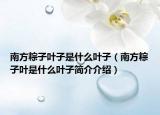 南方粽子葉子是什么葉子（南方粽子葉是什么葉子簡(jiǎn)介介紹）