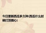 今日更新西瓜多久種(西瓜什么時候打頂摘心)