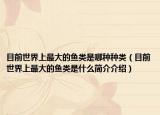 目前世界上最大的魚類是哪種種類（目前世界上最大的魚類是什么簡介介紹）