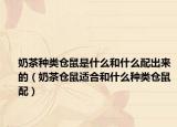奶茶種類倉鼠是什么和什么配出來的（奶茶倉鼠適合和什么種類倉鼠配）