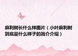 麻利樹(shù)長(zhǎng)什么樣圖片（小葉麻利樹(shù)到底是什么樣子的簡(jiǎn)介介紹）