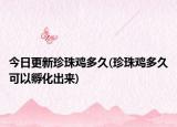 今日更新珍珠雞多久(珍珠雞多久可以孵化出來(lái))