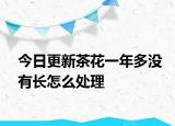 今日更新茶花一年多沒有長(zhǎng)怎么處理