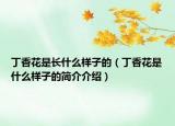 丁香花是長什么樣子的（丁香花是什么樣子的簡介介紹）