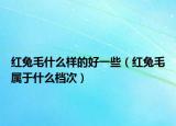 紅兔毛什么樣的好一些（紅兔毛屬于什么檔次）
