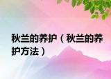 秋蘭的養(yǎng)護(hù)（秋蘭的養(yǎng)護(hù)方法）