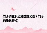 竹子的生長(zhǎng)過(guò)程圖解動(dòng)畫(huà)（竹子的生長(zhǎng)特點(diǎn)）