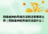倒掛金鐘的養(yǎng)殖方法和注意事項(xiàng)土養(yǎng)（倒掛金鐘的養(yǎng)殖方法是什么）