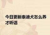 今日更新泰迪犬怎么養(yǎng)才聽話
