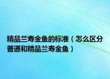 精品蘭壽金魚的標準（怎么區(qū)分普通和精品蘭壽金魚）