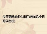 今日更新羊多久出欄(養(yǎng)羊幾個(gè)月可以出欄)