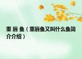 重 唇 魚（重唇魚又叫什么魚簡介介紹）