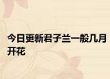今日更新君子蘭一般幾月開花