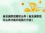 金玉滿堂花期怎么養(yǎng)（金玉滿堂花怎么養(yǎng)才能開花簡介介紹）