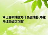 今日更新辣螺為什么是辣的(海螺與紅里螺區(qū)別圖)