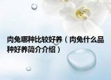 肉兔哪種比較好養(yǎng)（肉兔什么品種好養(yǎng)簡介介紹）