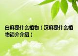 白麻是什么植物（漢麻是什么植物簡介介紹）