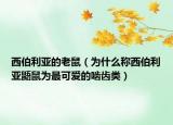 西伯利亞的老鼠（為什么稱西伯利亞鼯鼠為最可愛(ài)的嚙齒類）