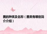 菌的種類及名稱（菌類有哪些簡(jiǎn)介介紹）