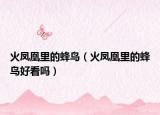 火鳳凰里的蜂鳥（火鳳凰里的蜂鳥好看嗎）