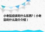 小老鼠應(yīng)該吃什么東西?（小老鼠吃什么簡(jiǎn)介介紹）