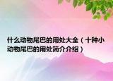 什么動(dòng)物尾巴的用處大全（十種小動(dòng)物尾巴的用處簡(jiǎn)介介紹）