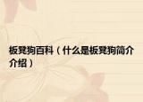 板凳狗百科（什么是板凳狗簡介介紹）