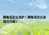 獺兔毛怎么洗護（獺兔毛怎么洗簡介介紹）