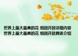世界上最大最臭的花 組團開放詳細(xì)內(nèi)容 世界上最大最臭的花 組團開放具體介紹