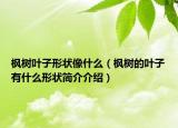楓樹葉子形狀像什么（楓樹的葉子有什么形狀簡介介紹）