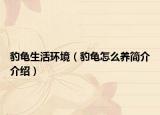 豹龜生活環(huán)境（豹龜怎么養(yǎng)簡介介紹）