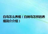 白鳥怎么養(yǎng)殖（白嫻鳥怎樣的養(yǎng)殖簡(jiǎn)介介紹）