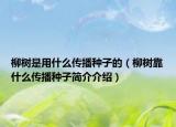 柳樹(shù)是用什么傳播種子的（柳樹(shù)靠什么傳播種子簡(jiǎn)介介紹）