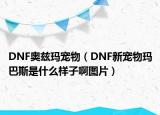 DNF奧茲瑪寵物（DNF新寵物瑪巴斯是什么樣子啊圖片）