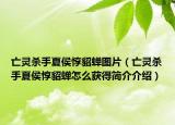 亡靈殺手夏侯惇貂蟬圖片（亡靈殺手夏侯惇貂蟬怎么獲得簡介介紹）