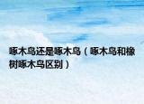 啄木鳥(niǎo)還是啄木鳥(niǎo)（啄木鳥(niǎo)和橡樹(shù)啄木鳥(niǎo)區(qū)別）
