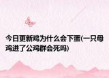 今日更新雞為什么會下蛋(一只母雞進(jìn)了公雞群會死嗎)