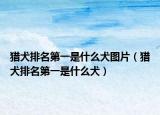 獵犬排名第一是什么犬圖片（獵犬排名第一是什么犬）