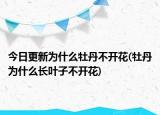 今日更新為什么牡丹不開花(牡丹為什么長葉子不開花)