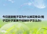 今日更新梔子花為什么掉花骨朵(梔子花葉子發(fā)黃干枯掉葉子怎么辦)