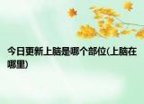 今日更新上腦是哪個部位(上腦在哪里)