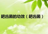 耙齒菌的功效（耙齒菌）